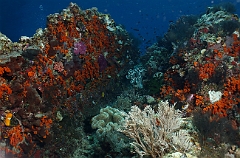 Raja Ampat 2016 - Corail - IMG_4307_rc